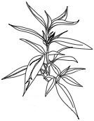 Andrographis