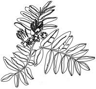 Astragalus