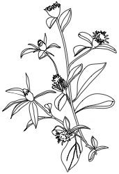Atractylodes