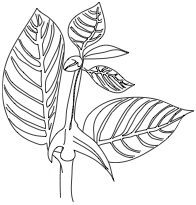 Cat's Claw