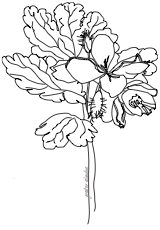 Greater Celandine
