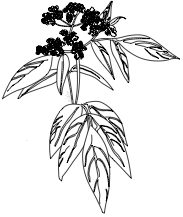 Elder