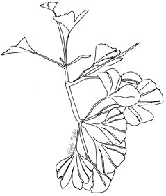 Gingko Biloba