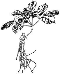 Ginseng
