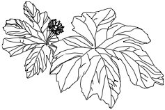 Goldenseal