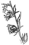 Hyssop