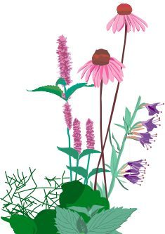 A Practical Guide to Herbal Therapies for People Living With HIV: Introduction