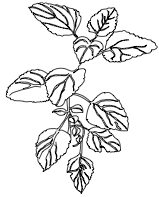 Lemon Balm