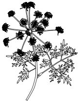 Lomatium