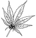 Marijuana