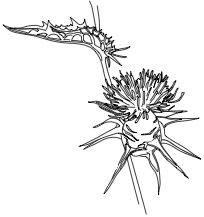 Milk Thistle