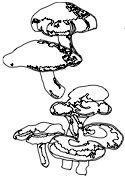 Mushrooms