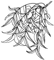 Neem