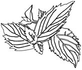 Peppermint