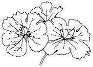 Sanguinaria
