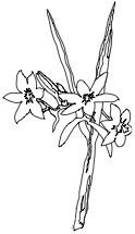 Sterinols