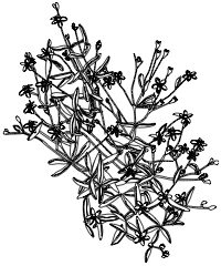 St. John's Wort