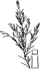 Tea Tree Oil