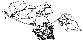 Tricosanthin
