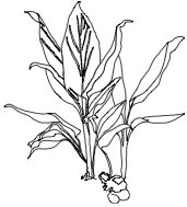 Turmeric