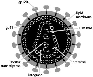 The HIV Virus