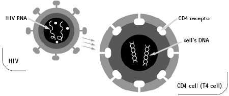 HIV Enters a Cell