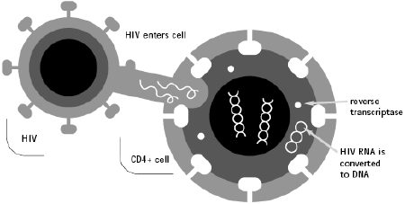 HIV Takes Control of the Cell