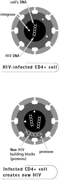 HIV Becomes Part of the Infected Cell