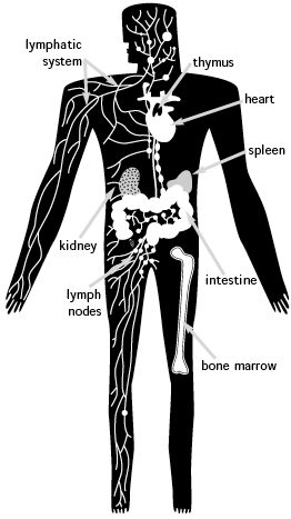 The Immune System