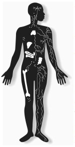 The Immune System