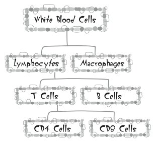 A partial lineage of white blood cells.