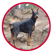 Denise Becker's dog.