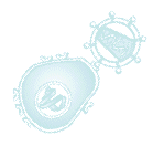The HIV virus.