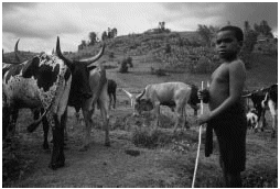 The livestock.