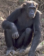 Image of chimpanzee