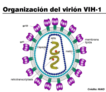 Diagrama art&iacute;stico del viri&oacute;n VIH-1.