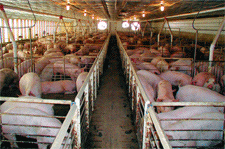 swine flu