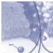 Male Circumcision: The New HIV/AIDS Vaccine?
