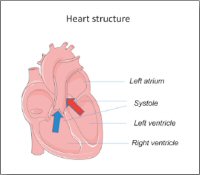 Figure 1: Heart structure.