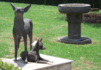 Statue of Xoloitzcuintle, an ancient hairless breed, with the real thing; Museo Dolores Olmedo, Mexico City
