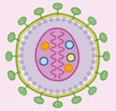 Visit the Microbicides Essentials course on-line to see a series of animations that depict how different mechanisms of action can interrupt the HIV lifecycle. www.hivpreventionresearch.org