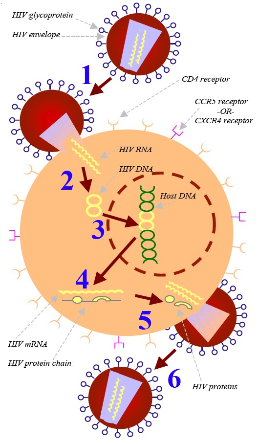 The HIV Life Cycle