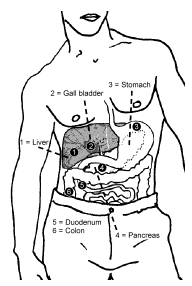 body liver location