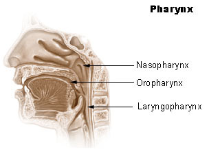 Pharynx