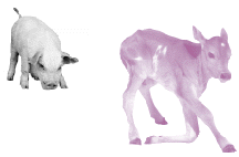 Animales de granja