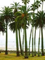 View of palm trees