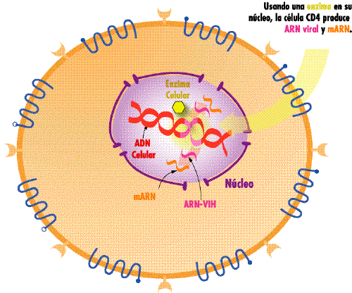 transcripcion del adn presentation