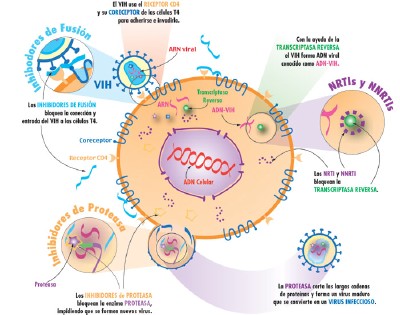 C&oacute;mo Funcionan las Medicinas Antiretrovirales