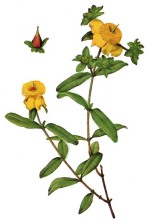 St. John's Wort