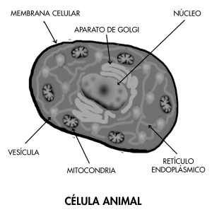 Cellula Animal